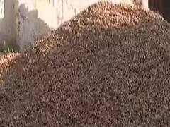 મગફળીની ટેકાના ભાવે ખરીદી કોણ કરશે? નિગમના MD અને ચેરમેનના વિરોધાભાસી નિવેદન, જુઓ વીડિયો