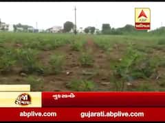 સાબરકાંઠા ખેતીવાડી અધિકારીનો દાવો-કોઇ પાક નુકસાનીની ફરિયાદ નથી