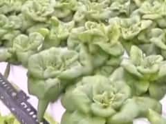 बागबानी का शौक रखने वालों के लिए खुशखबरी, बंद कमरे में बिना मिटटी के कर सकते है vertical gardening