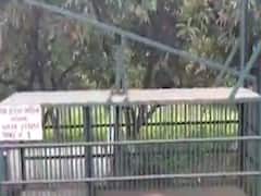 વલસાડઃ ભાગડાવડા ગામમાં દીપડો દેખાયો, દીપડાને પકડવા વન વિભાગે પાંજરૂ ગોઠવ્યું