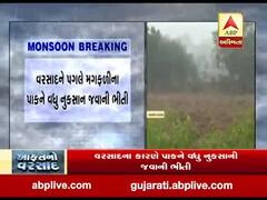 જૂનાગઢના માળિયા હાટીનામાં ફરી વરસાદ શરૂ થતા ખેડૂતોમાં ચિંતા, જુઓ વીડિયો