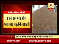 અમરેલી માર્કેટ યાર્ડમાં કપાસ અને મગફળીના ભાવને લઈ ખેડૂતોમાં નારાજગી, જુઓ વીડિયો