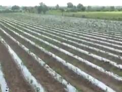 રાજકોટ: ગોંડલના ત્રાકુડા ગામના ખેડૂતોએ ઈઝરાયેલની મલ્ચીંગ પદ્ધતિથી પાક બચાવ્યો, જુઓ વીડિયો