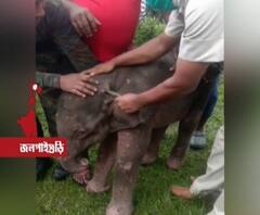 হারিয়ে ফেলেছে মাকে, শুঁড় তুলে ছুটে বেড়াল আড়াই মাসের হাতির ছানা, মনখারাপ মালবাজারের চা বাগানের বাসিন্দাদের