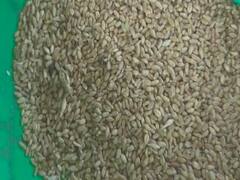 MP: Poor families get worst quality grains for their survival | Ghanti Bajao 