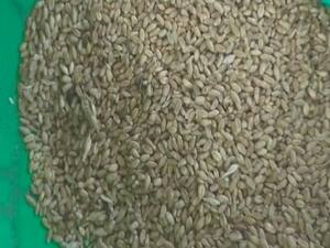 MP: Poor families get worst quality grains for their survival | Ghanti Bajao 