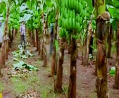 Special Report | कोकणात शेतीत नवे प्रयोग; कलिंगड, केळी आणि भाताची लागवड