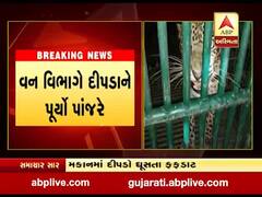 ગીર સોમનાથના ઉનાના અમોદરા ગામમાં ઘૂસ્યો દીપડો, વન વિભાગે પૂર્યો પાંજરે