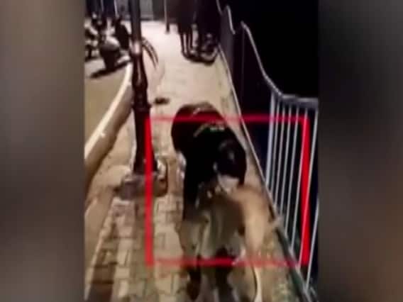 Social Media पर Video Viral.. सिरफिरे ने मज़ाक में कुत्ते को उठा कर नदी में फेंक दिया 