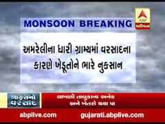 અમરેલીના ધારી ગ્રામ્યમાં વરસાદના કારણે ખેડૂતોને ભારે નુકસાન, જુઓ વીડિયો