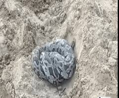 खेत में अजगर दिखने से हड़कंप,वन कर्मियों ने अजगर को पकड़ा