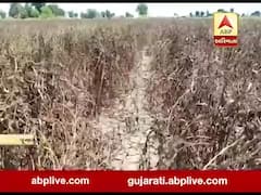 જૂનાગઢ: કેશોદ તાલુકાના ખેડૂતોનો પાક નિષ્ફળ થયો, જુઓ વીડિયો