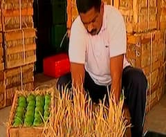 Rural News | रत्नागिरीत आंबा आणि काजू बागायतदारांना 84 कोटींचा परतावा | माझं गाव माझा जिल्हा 