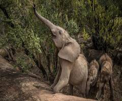 ৪০টি হাতির পাল ঢুকে পড়ল পলাশিয়ায়, তছনছ করে দিল ধানক্ষেত!