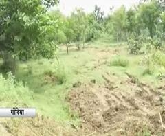 Illegal Tree Cutting | गोंदियात जिल्हाधिकऱ्यांच्या बंगल्याच्या विस्तारीकरणासाठी 50 झाडांची कत्तल