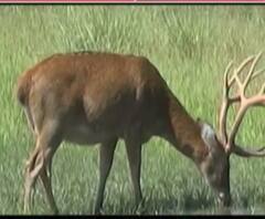 कॉर्बेट से गायब हुए बारहसिंगा,पिछले कई साल से नहीं दिखे बारहसिंगा