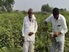 કચ્છમાં કમોસમી વરસાદના કારણે ખેતરોમાં પાણી ભરાતા ખેડૂતો થયા પાયમાલ, જુઓ વીડિયો