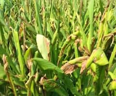 Agriculture News | शेती क्षेत्रातील घडामोडींचा वेगवान आढावा | गावागावात काय आहे शेतीची परिस्थिती?