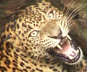 Haldwani: 6 लोगों पर हमला करने वाला गुलदार नरभक्षी घोषित| Uttarakhand Prime|ABP Ganga