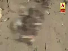 Bihar: बैन के बावजूद गौरैया की तस्करी, मारा भी जा रहा, कोई रोकने वाला नहीं । Ground Report