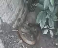 Snake and Mongoose fight | साप आणि मुंगूस यांची झुंज कॅमेऱ्यात कैद