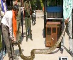 16 फीट लंबे अजगर का रेस्क्यू, इस अजगर से सावधान रहना | ABP GANGA 