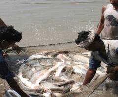 मछली पालकों की आय बढ़ाने के लिए कोशिश कर रही सरकार: Rekha Arya| ABPGanga 