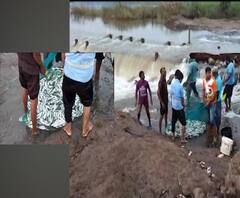 Miraj Sangli | कृष्णा नदीला 'माशांचा पूर', एकाच वेळी शेकडोंच्या संख्येने मासे जाळ्यात