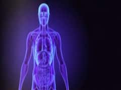 Netherlands scientists claim to discover new organ in human body