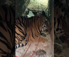 चंद्रपूरमधील आरटी-1 वाघ अखेर जेरबंद, वनविभागाचं कौतुक, आरटी-1 वाघाच्या हल्ल्यात आतापर्यंत 7 बळी 