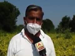 અરવલ્લી: અડદના પાકમાં રોગ આવતા ખેડૂતો ચિંતિત, જુઓ વીડિયો 