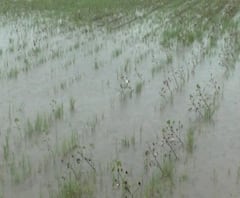 शेती जगत | शेती क्षेत्रातील घडामोडींचा वेगवान आढावा | 12 ऑक्टोबर 2020