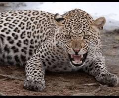 हल्द्वानी- नरभक्षी गुलदार का अब तक कोई सुराग नहीं