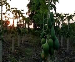 Latur #FarmerLoss लातूरमध्ये एका रात्रीत लाखोंचं उत्पन्न बुडालं, अतिवृष्टीमुळे पपईची बाग उध्वस्त