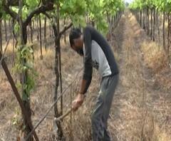 शेती जगत | शेती क्षेत्रातील घडामोडींचा वेगवान आढावा | गावागावात काय आहे शेतीची परिस्थिती? 11 ऑक्टोबर 2020