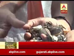 ભાવનગર: સિહોર તાલુકામાં ચાર ઈંચ વરસાદથી પાકને નુકસાન, જુઓ વીડિયો 