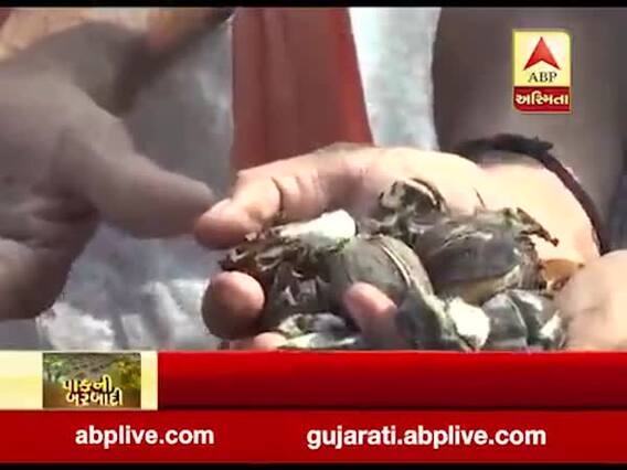 ભાવનગર: સિહોર તાલુકામાં ચાર ઈંચ વરસાદથી પાકને નુકસાન, જુઓ વીડિયો 