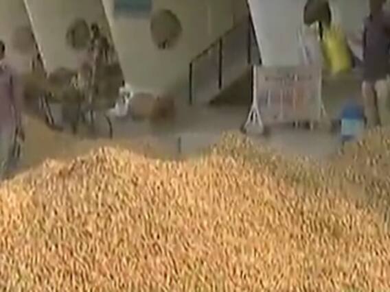 ત્રણ દિવસ બાદ રાજકોટ માર્કેટિંગ યાર્ડમાં આજથી મગફળીની હરાજી થશે, જુઓ વીડિયો