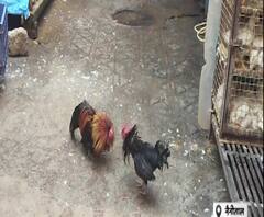 वर्चस्व की जंग में भिड़े दो मुर्गे, देखें- Video। Nainital News