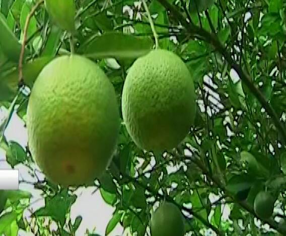 संत्रा नगरीत आता नव्या जातीच्या संत्रीची भर, 7 ते 8 वर्षाच्या संशोधनाला मोठं यश