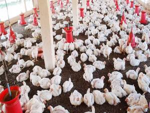 MBA डिग्री होल्डर ने आत्मनिर्भर बनने के लिए छोड़ी नौकरी, बिजनेस शुरू कर दूसरों को भी दिया रोजगार