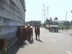 રખડતા ઢોર, ગંદકી સહિતના દૂષણોથી ખરડાઇ રહી છે વડોદરાની છબિ, જુઓ વીડિયો 