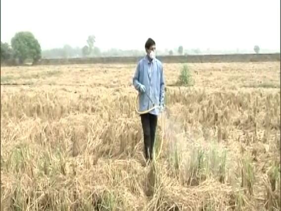 पराली को रोकने के लिए Bio Decomposer Solution के इस्तेमाल से किसान खुश