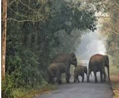 ফের হাতির হানা! বাঁকুড়ার পাত্রসায়রে হামলা চালাল দলছুট হাতি, লণ্ডভণ্ড দোকানপাট 