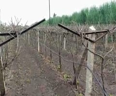 Returning Rain | सांगली जिल्ह्यात पावसाचं धुमशान; मका, कडबा, ऊस, द्राक्ष पिकांचं नुकसान