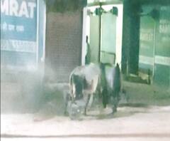 श्रावस्ती में सांडों की लड़ाई में कई लोग घायल। Shravasti 