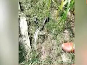 Hathras Case: खेत के वीडियो से लेकर आरोपी की चिट्ठी तक के एजेंडे के पीछे कौन?