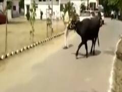 Kannauj: पुलिस की तफ्तीश हुई फेल तो भैंस ने खुद ही खोज लिया अपना मालिक