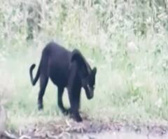 Black Panther | सिंधुदुर्गच्या आंबोली घाटात सात वर्षांनंतर काळा बिबट्या आढळला