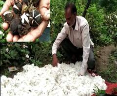 #FarmerLoss नांदेडमध्ये कापसाच्या पीकाला मोड आल्यानं 2 एकर शेतीचं नुकसान, कापसाची शेती पाण्यात